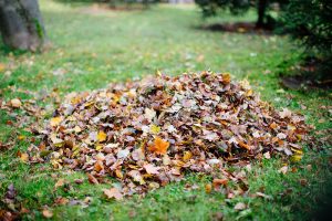 Landscaping near Jacksonville Florida