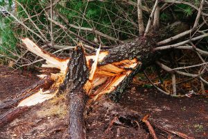 Julington Creek Florida Leaf Removal